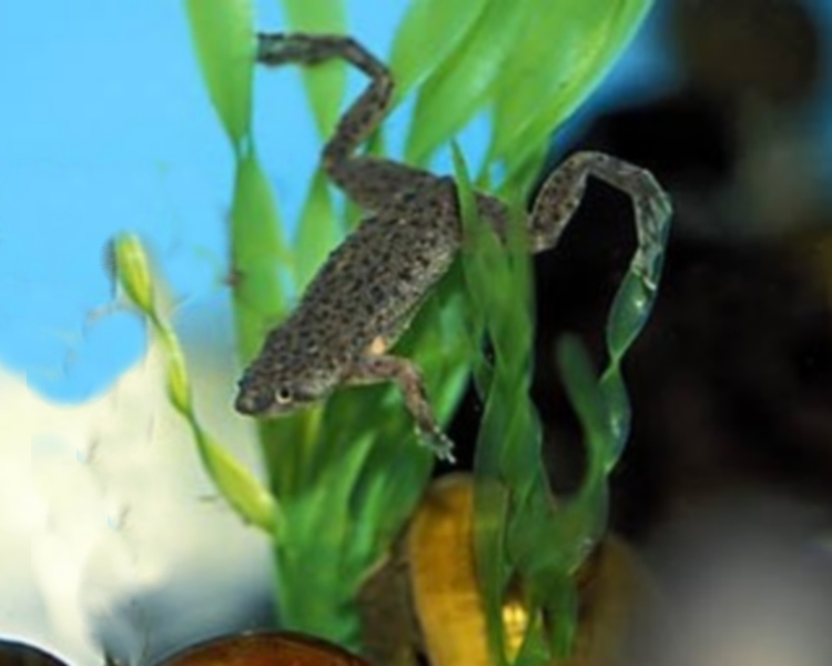 Congo Frog ~ 2cm